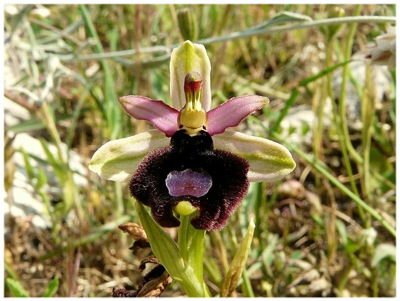 Ophrys bertolonii o explanata?